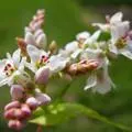 Выращивает злак для плова сканворд 7 букв — изображение 23