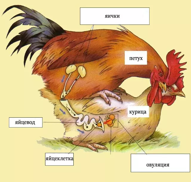 Когда начинают кукарекать молодые петухи — изображение 4