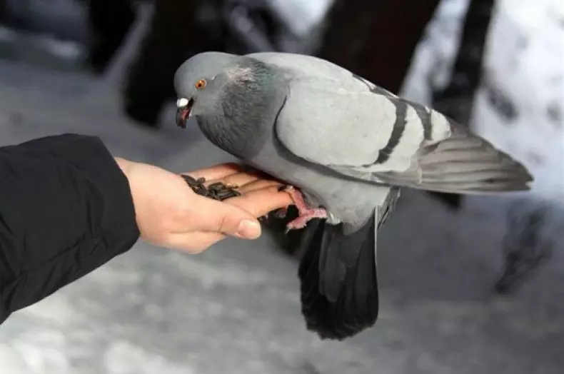 Можно ли давать голубям гречку — изображение 12