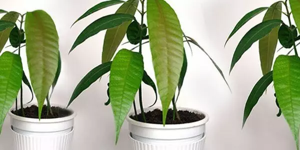 Какой стороной сажать косточку манго — изображение 3
