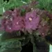 Специи для куриного супа с лапшой — изображение 6