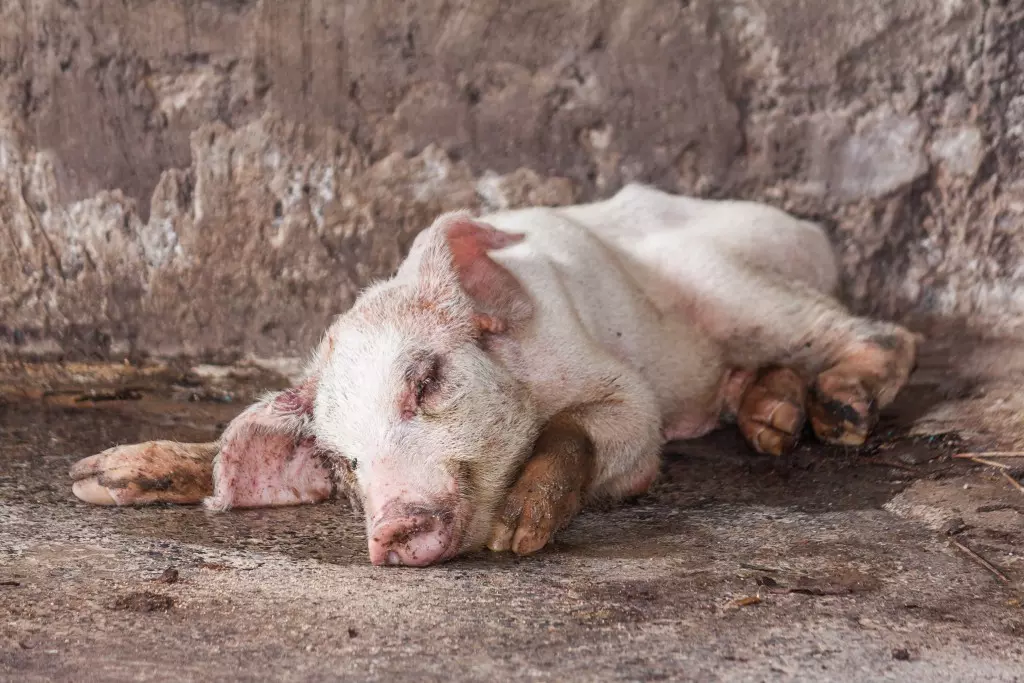Лечение вздутия живота у свиней — изображение 10