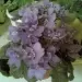 Специи для куриного супа с лапшой — изображение 5