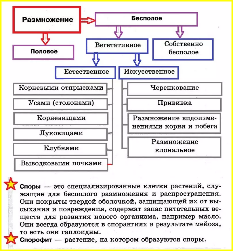 Вегетативное размножение растений таблица — изображение 26