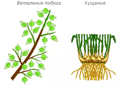 Интересные факты о побегах и почках растений — изображение 11
