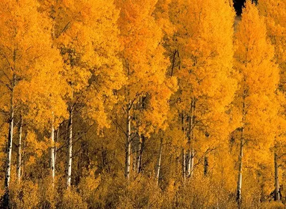Какие бывают листья осины осенью — изображение 54