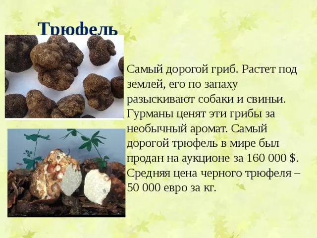Отдел аскомикота или сумчатые грибы 7 класс — изображение 15