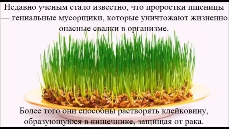 Сколько дней прорастает пшеница — изображение 2