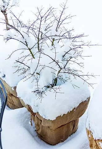 Растения в кадках для улицы — изображение 5