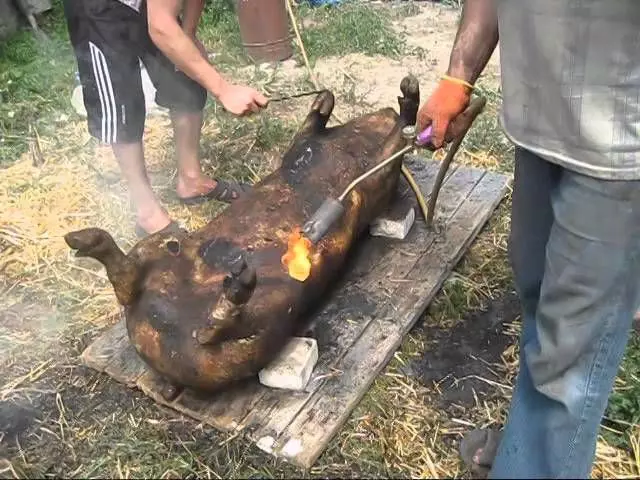 Возраст свиньи для забоя — изображение 30