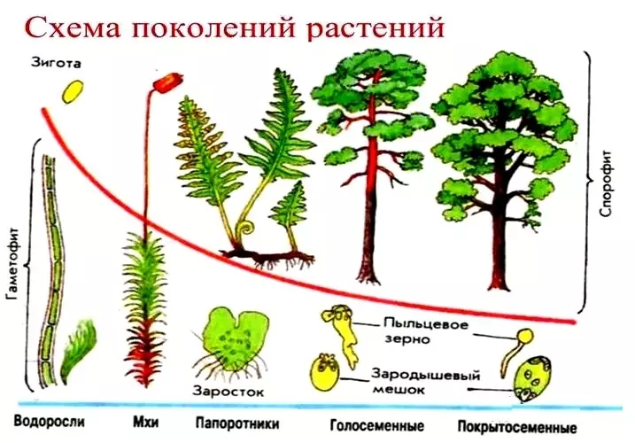 Вегетативное размножение растений таблица — изображение 29
