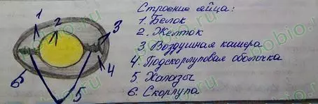 Функция зародышевого диска в яйце
