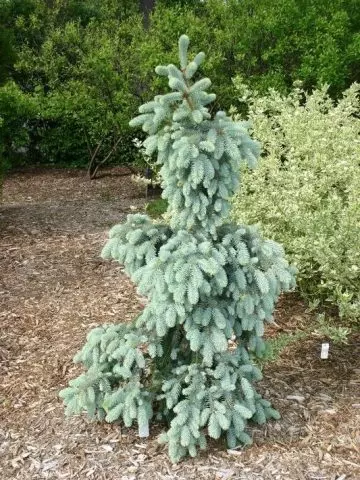 Picea engelmannii glauca pendula — изображение 7