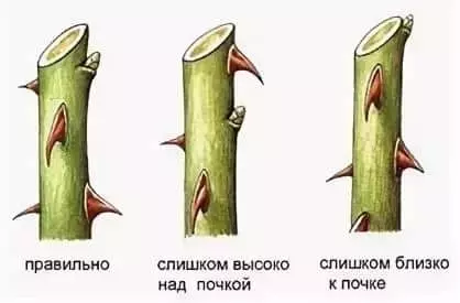 Когда обрезать розы осенью в ростовской области — изображение 3