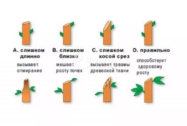 Когда обрезать розы осенью в ростовской области — изображение 24