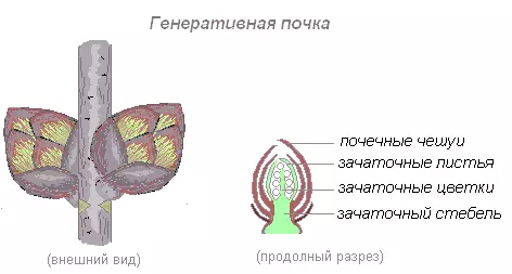 Интересные факты о побегах и почках растений — изображение 14