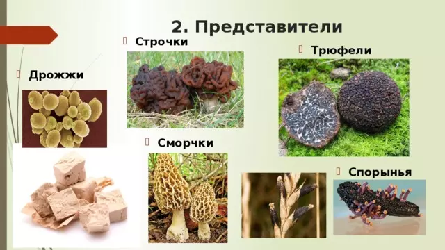 Отдел аскомикота или сумчатые грибы 7 класс — изображение 31