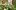 Как быстро растет вишня — изображение 14