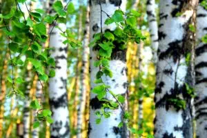 Береза какую почву любит