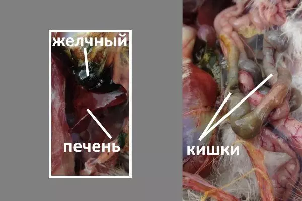 Как быстро ощипать фазана — изображение 4