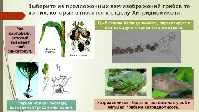 Отдел аскомикота или сумчатые грибы 7 класс — изображение 24