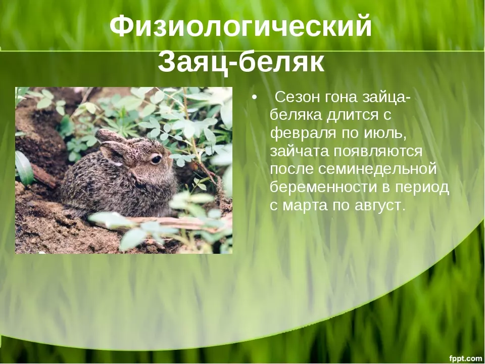 Заяц беляк и заяц русак критерии вида — изображение 5