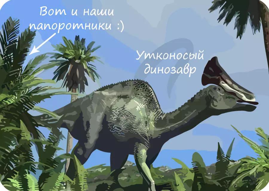 Цикл развития мха и папоротника — изображение 7