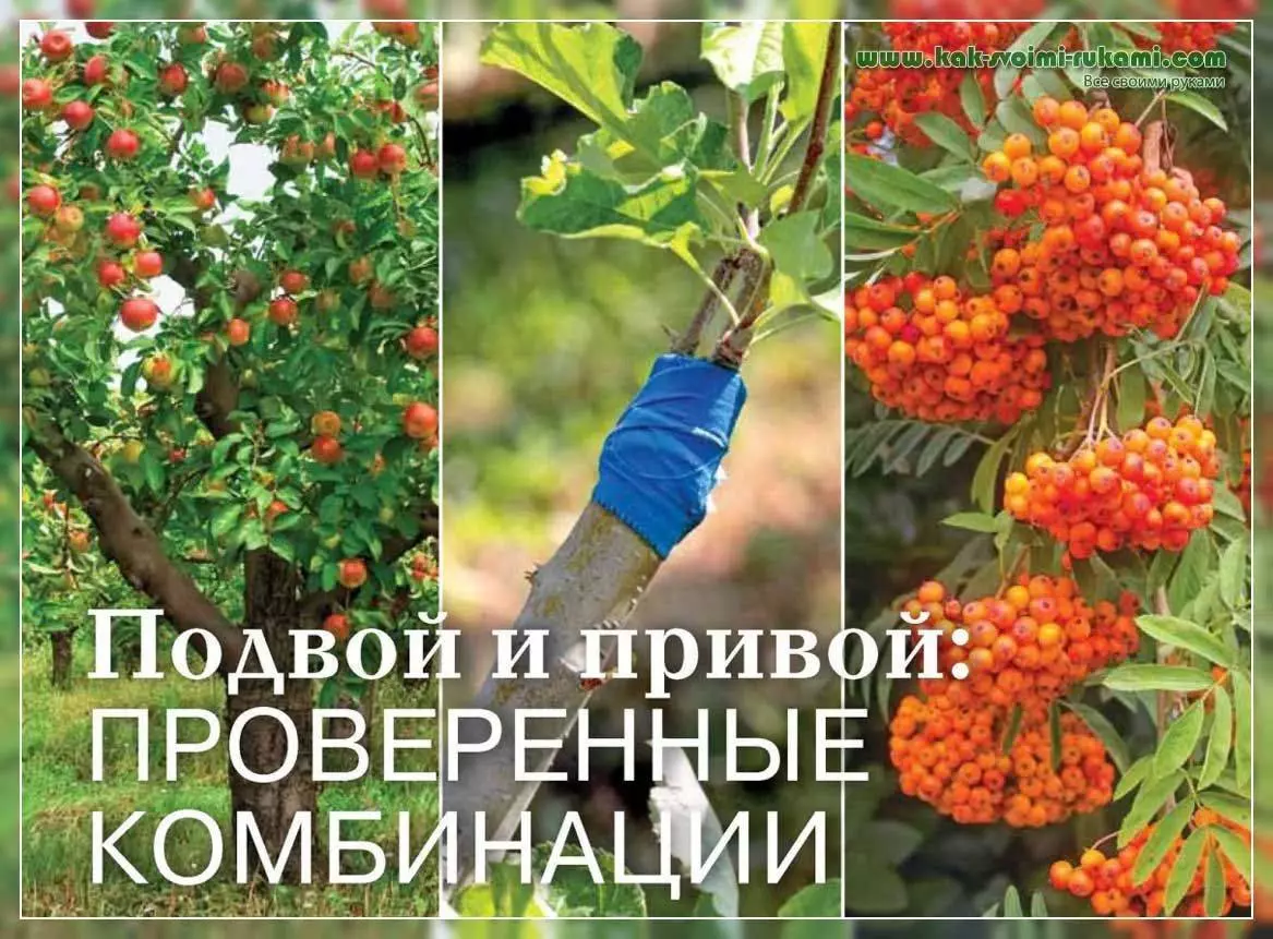 Что можно привить на клен — изображение 4