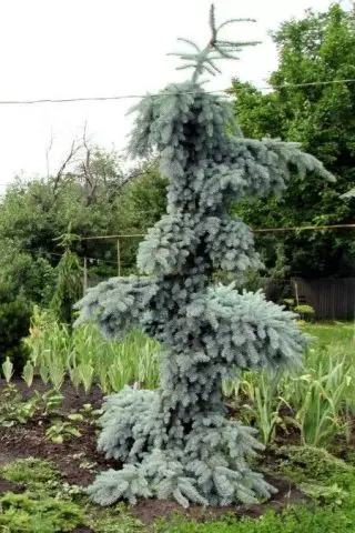 Picea engelmannii glauca pendula — изображение 10