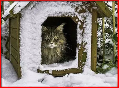 Как утеплить коробку для кошки на зиму — изображение 10