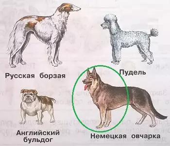 Рассказ про собаку для 1 класса — изображение 3