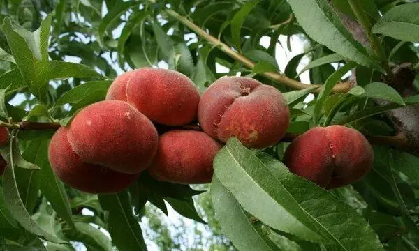 Инжирный персик никитский плоский характеристика